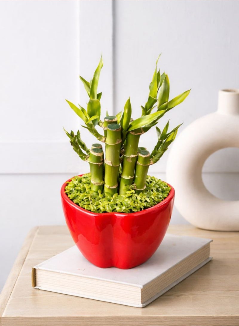 نبتة الخيزران المحظوظة الداخلية الطازجة (ارتفاع 12-20 سم) | خيزران محظوظ حيّ وفقًا لمبادئ فنغ شوي | خيزران زخرفي للطاولات | نبتة ديكور منزلية ومكتبية سهلة العناية - Image 4